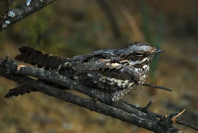 Дрімлюга звичайний